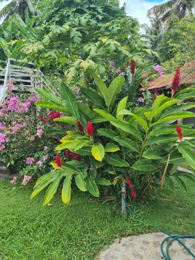 Villa Sonrisa Casa De Huespedes Las Terrenas Exteriör bild